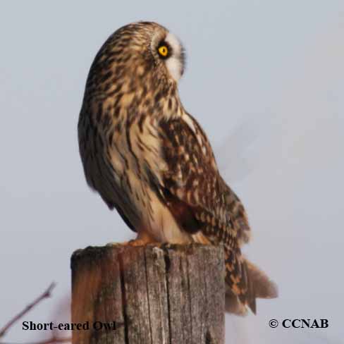 Short-eared Owl