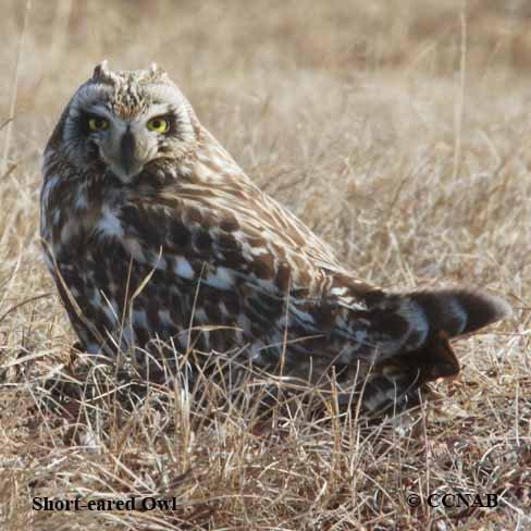 Short-eared Owl