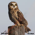 Short-eared Owl range map