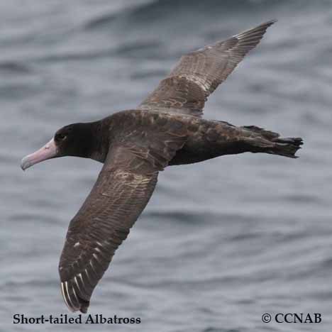 Short-tailed Albatross