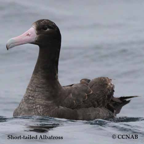 Short-tailed Albatross