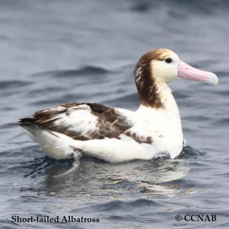 Short-tailed Albatross