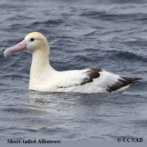 Birds of North America