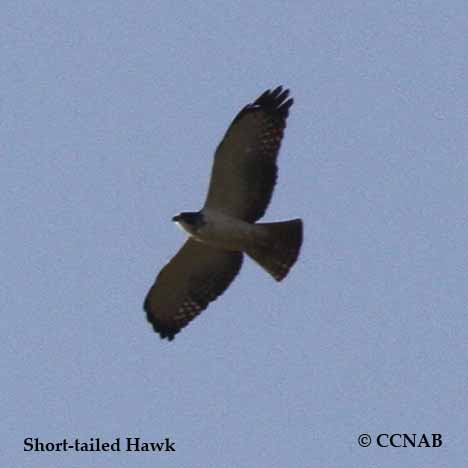 Short-tailed Hawk