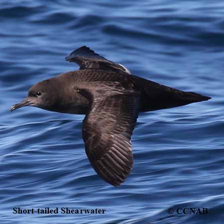 Short-tailed Shearwater