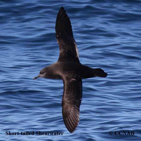 Short-tailed Shearwater