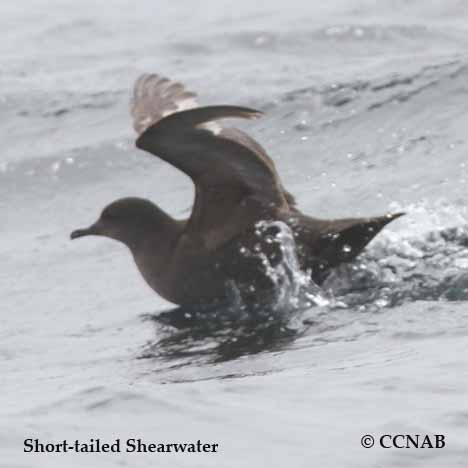 Short-tailed Shearwater