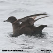 Short-tailed Shearwater range map