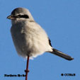 Shrikes