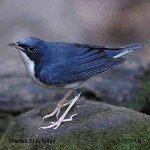 Siberian Blue Robin