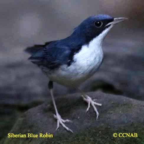 Siberian Blue Robin