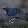 Siberian Blue Robin range map