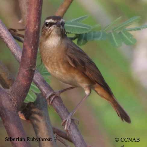 Siberian Rubythroat