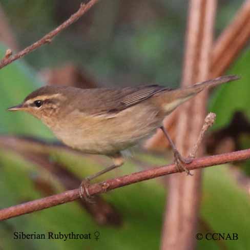 Siberian Rubythroat