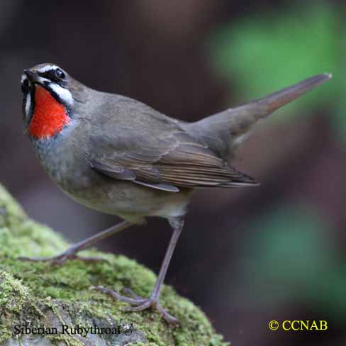 Siberian Rubythroat