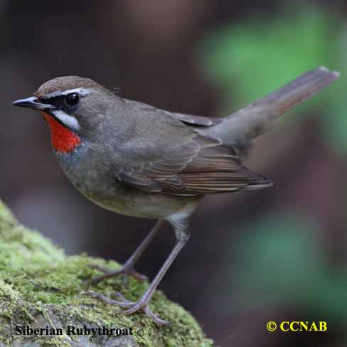 Siberian Rubythroat