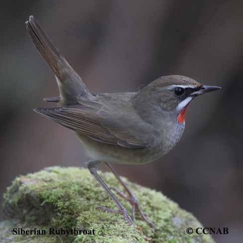 Birds of North America