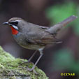 Siberian Rubythroat range map