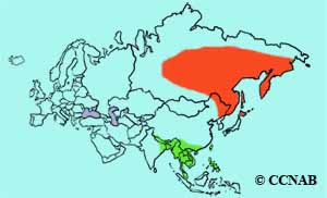 Siberian Rubythroat range