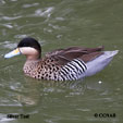 Silver Teal