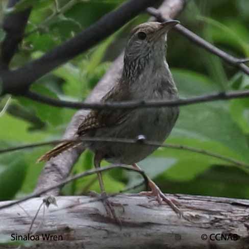 Sinaloa Wren