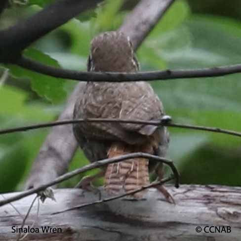 Sinaloa Wren