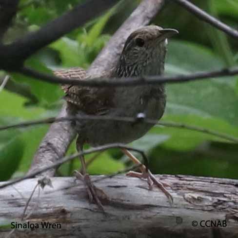 Sinaloa Wren