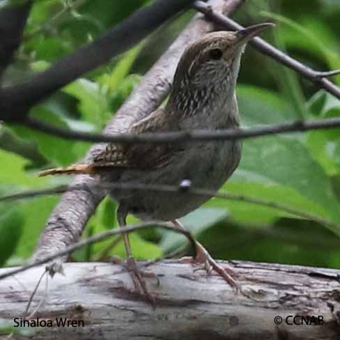 Sinaloa Wren