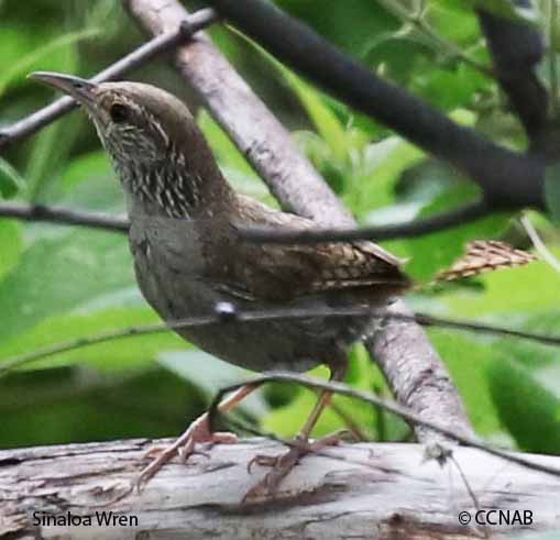 Birds of North America