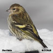 Siskin