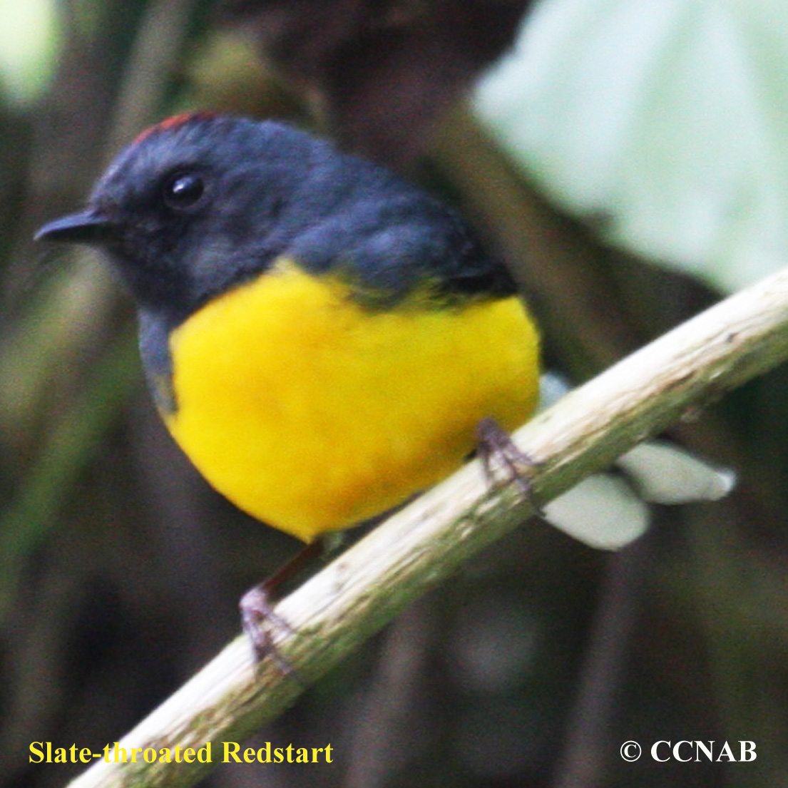 Slate-throated Redstart