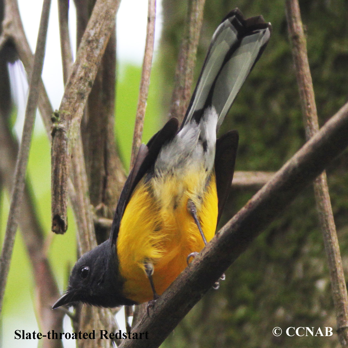 Slate-throated Redstart