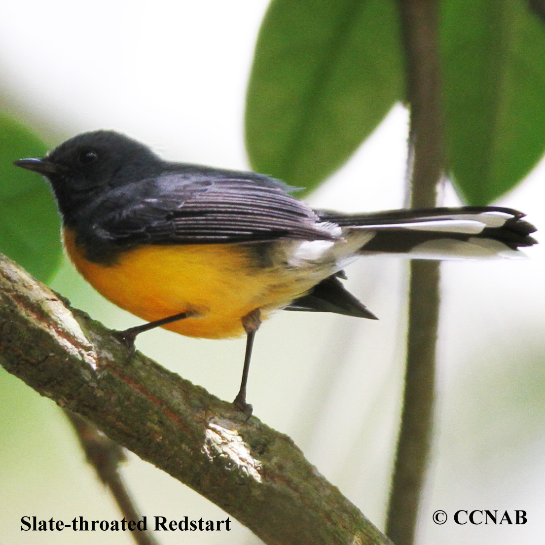 Slate-throated Redstart