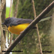 Slate-throated Redstart range map