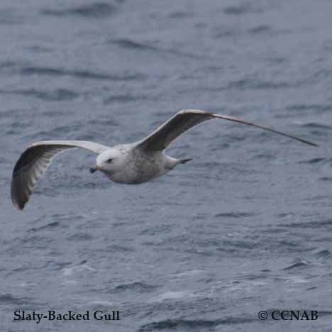 Slaty-backed Gull