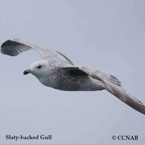 Slaty-backed Gull