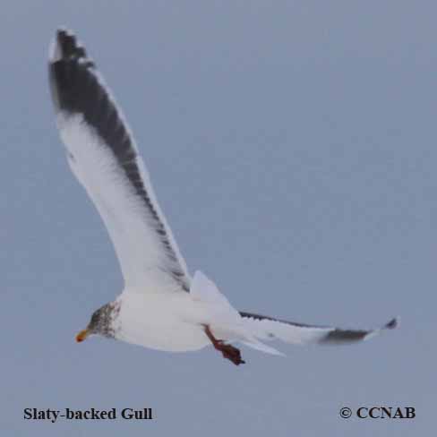 Slaty-backed Gull