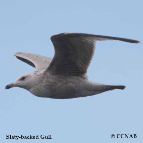 Slaty-backed Gull