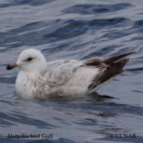 Slaty-backed Gull