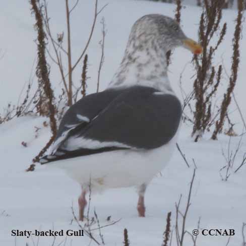 Slaty-backed Gull