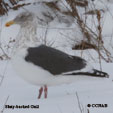 Slaty-backed_Gull