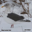 Slaty-backed Gull range map