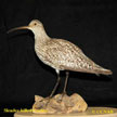 Slender-billed Curlew range map