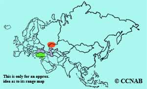 Slender-billed Curlew range map