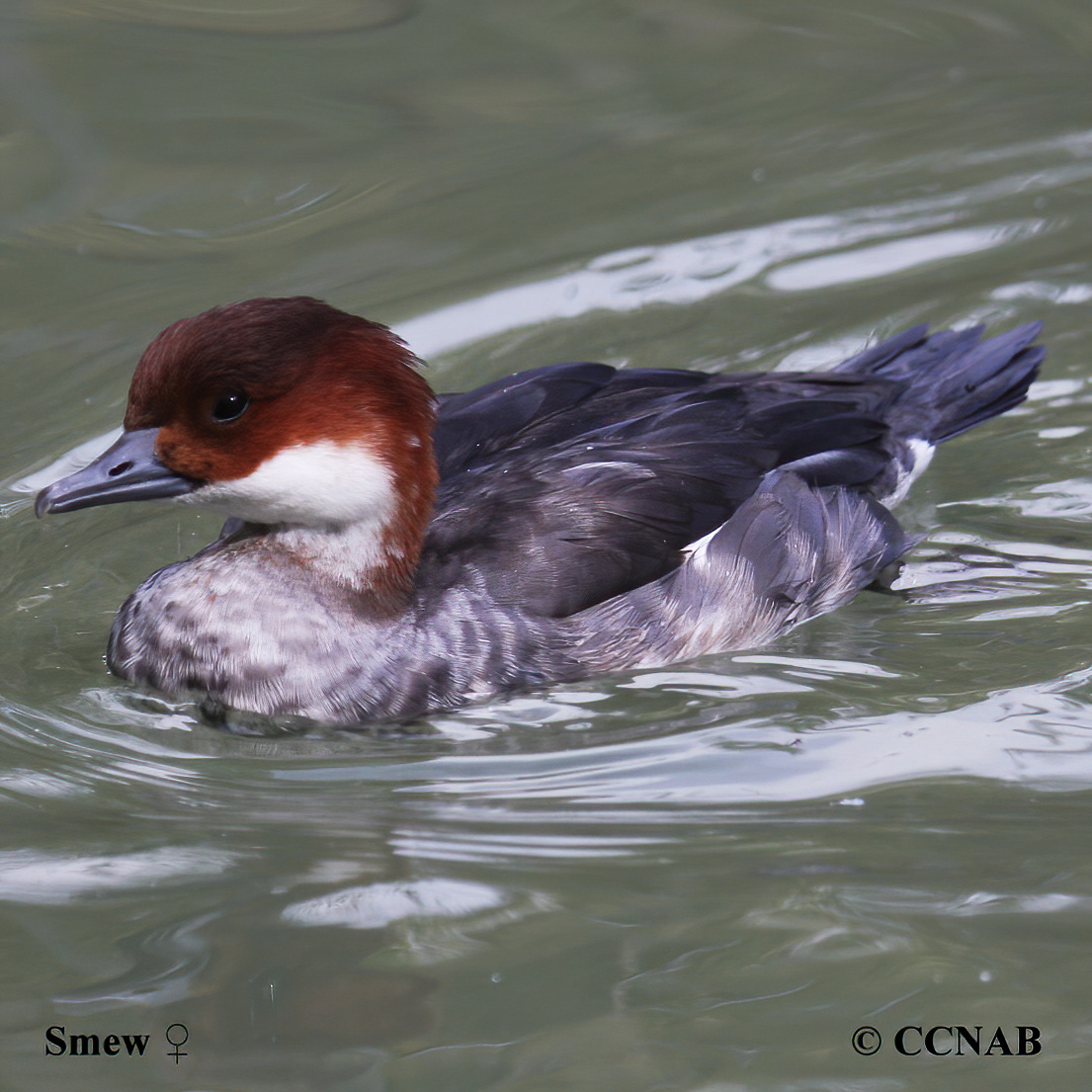 Smew