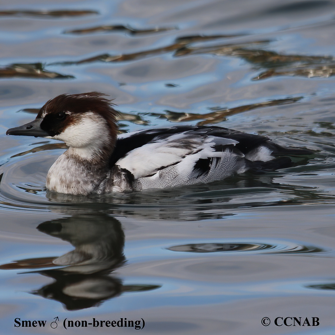 Smew