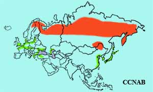 Smew range map