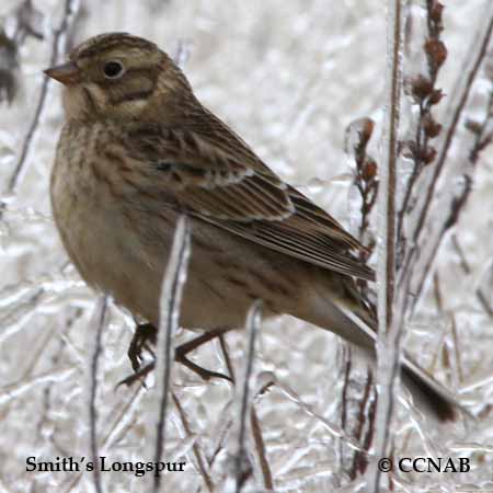 Smith's Longspur