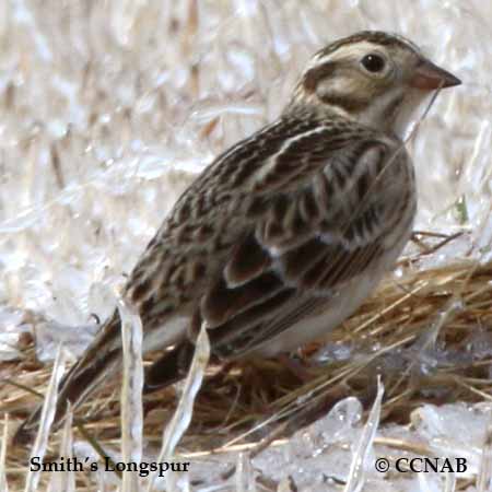 Smith's Longspur