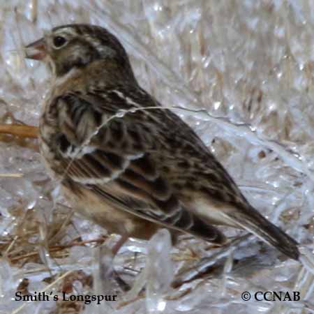 Smith's Longspur